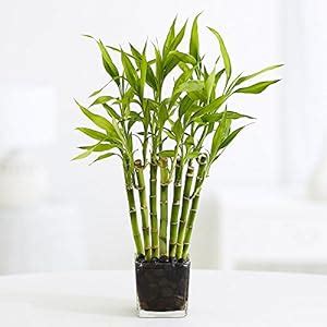 lucky bamboo plant amazon